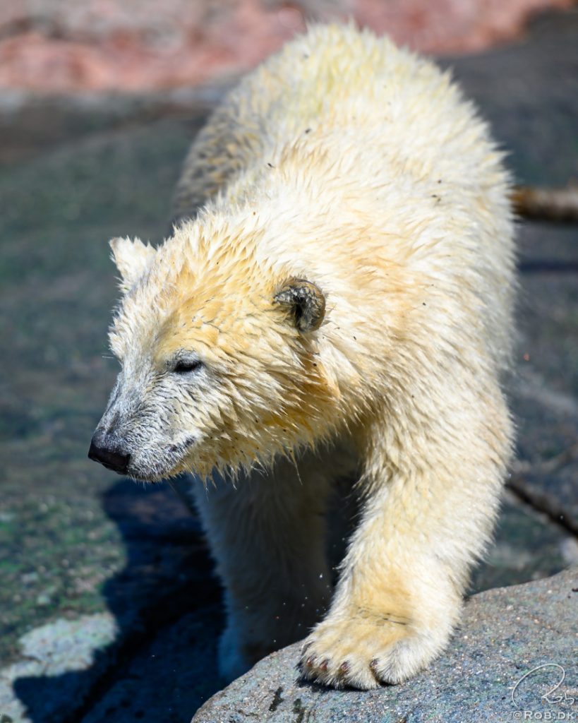 Isbjørneunge