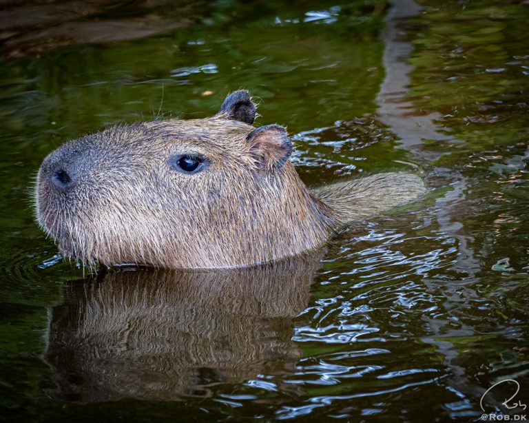Kapivar - Flodsvin - Capybara4