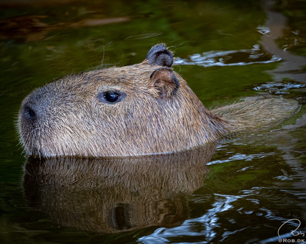 Kapivar - Flodsvin - Capybara